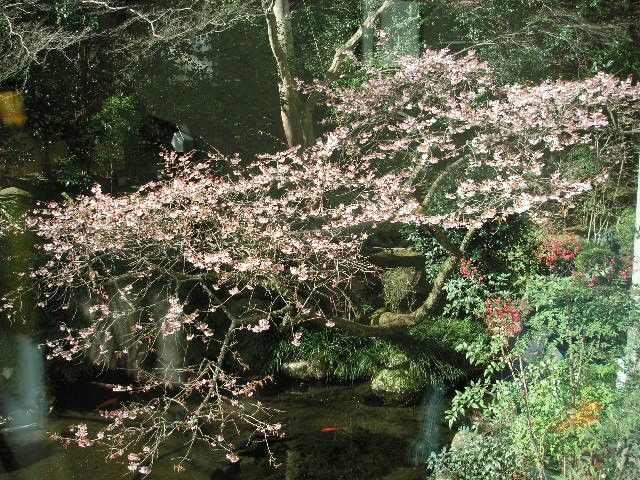 Plum blossoms and a pond in Yugawara
Photo by Takako Ito